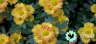 菊花的寓意是什么 详解菊花代表的象征意义