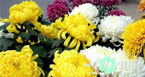 菊花的寓意是什么