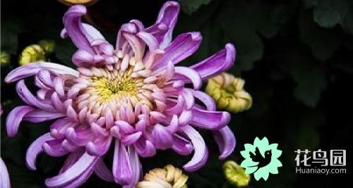 菊花的寓意是什么