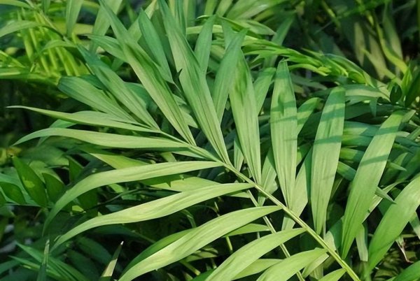 袖珍椰子树怎么养殖