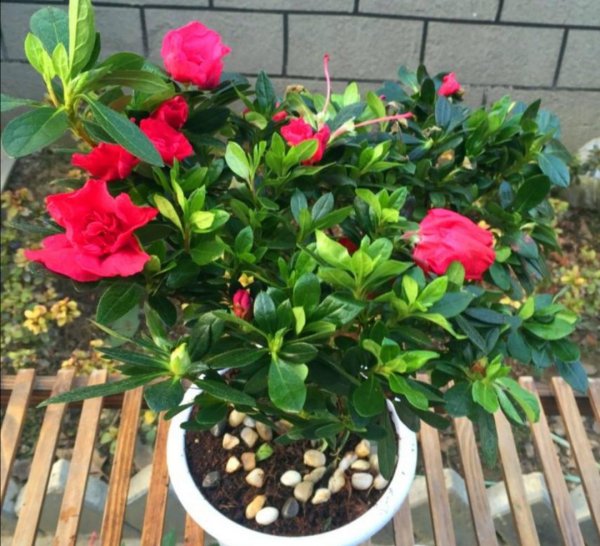 盆栽杜鹃花怎么养
