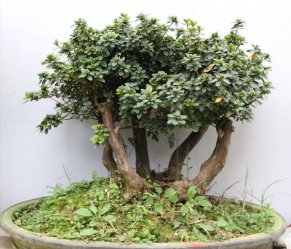 盆栽杜鹃花怎么养