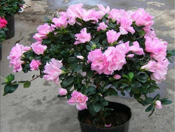盆栽杜鹃花怎么养