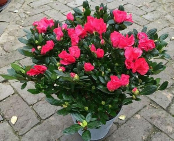 盆栽杜鹃花怎么养