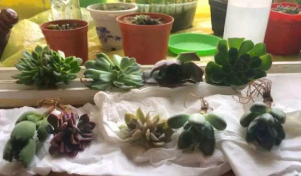 多肉植物怎么养才爆盆