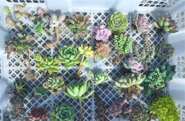 多肉植物怎么养才爆盆