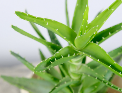 芦荟盆栽的养殖方法和注意事项 新手种植芦荟的技巧