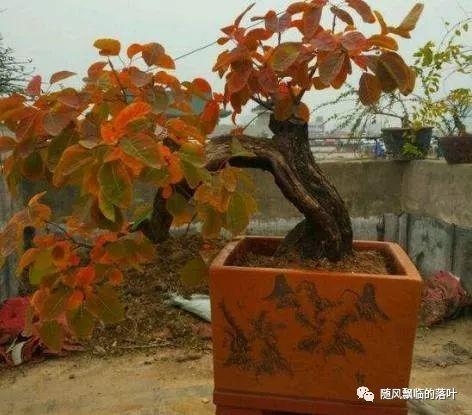 盆景黄栌怎么养