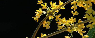 桂花一共有多少个品种 桂花品种大全介绍
