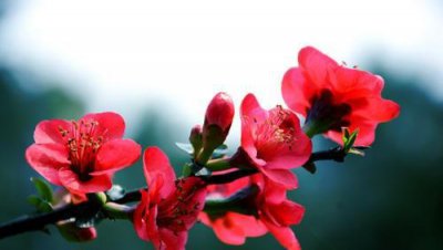 花卉海棠花怎么养好 盆栽海棠花的养护与管理