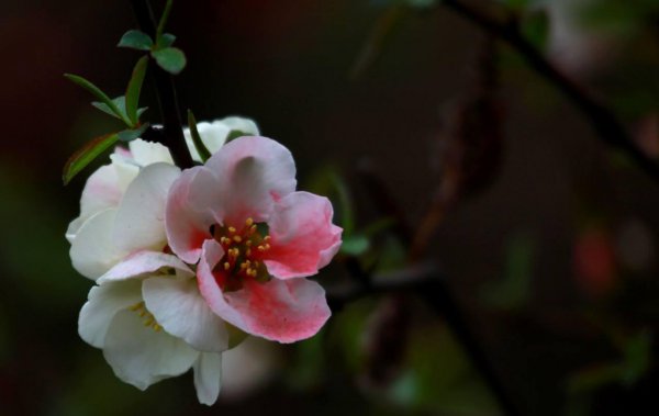 花卉海棠花怎么养好