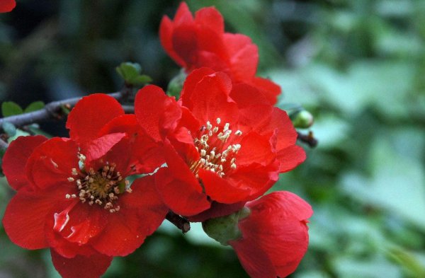 花卉海棠花怎么养好