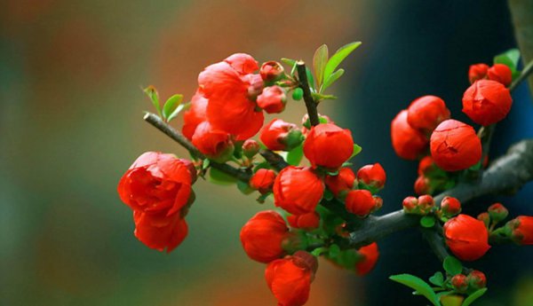 花卉海棠花怎么养好