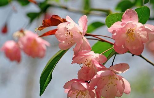 花卉海棠花怎么养好