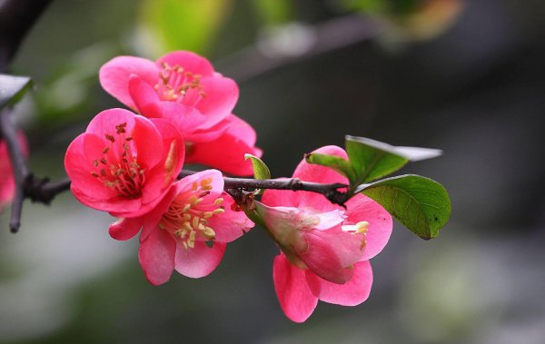 花卉海棠花怎么养好