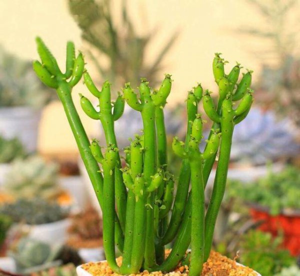 哪种多肉植物有毒