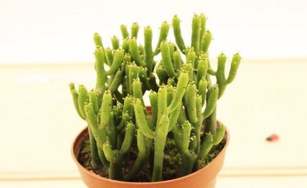 哪种多肉植物有毒