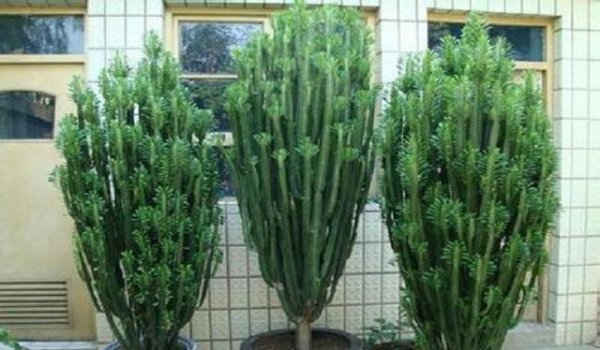 哪种多肉植物有毒