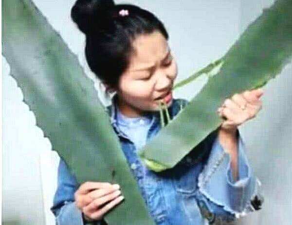 哪种多肉植物有毒