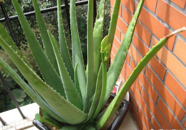 哪种多肉植物有毒