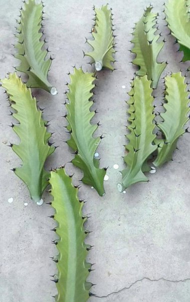 哪种多肉植物有毒