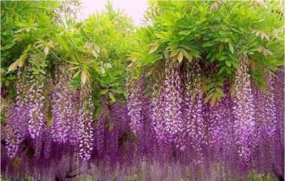 紫藤花哪个品种的花期最长 盘点五大常见紫藤品种