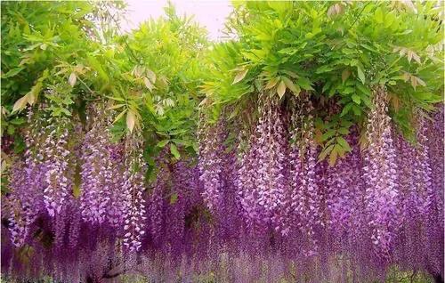 紫藤花哪个品种的花期最长