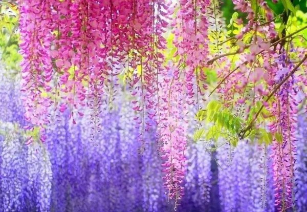 紫藤花哪个品种的花期最长