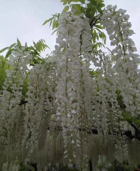 紫藤花哪个品种的花期最长