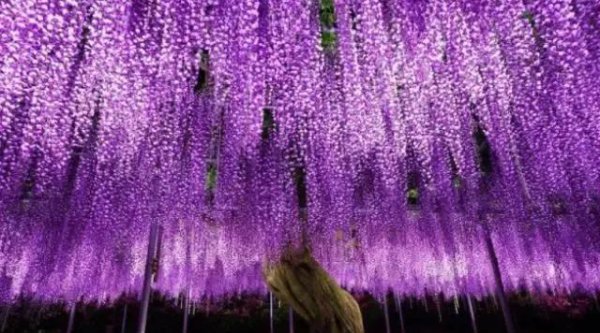 紫藤花哪个品种的花期最长