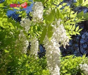 紫藤花哪个品种的花期最长