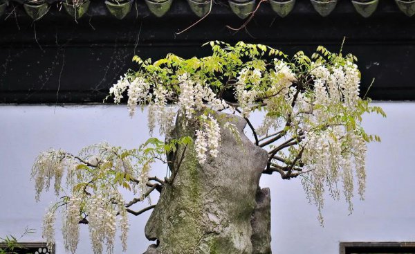 紫藤花哪个品种的花期最长
