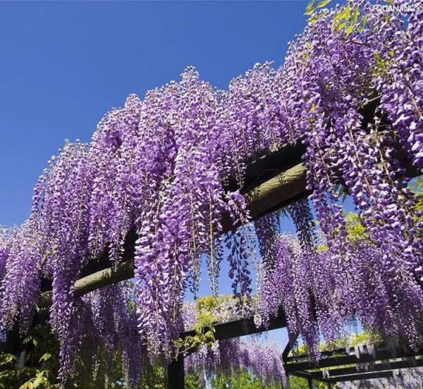 紫藤花哪个品种的花期最长