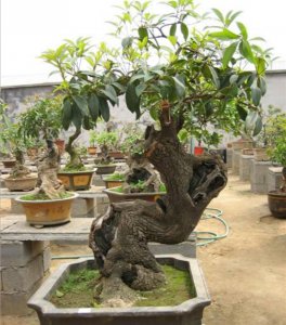 怎么让桂花树长得旺盛 盆栽桂花的养护要点