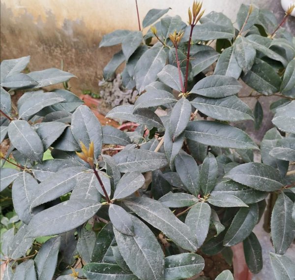 怎么让桂花树长得旺盛