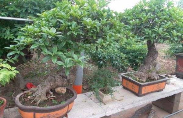 怎么让桂花树长得旺盛