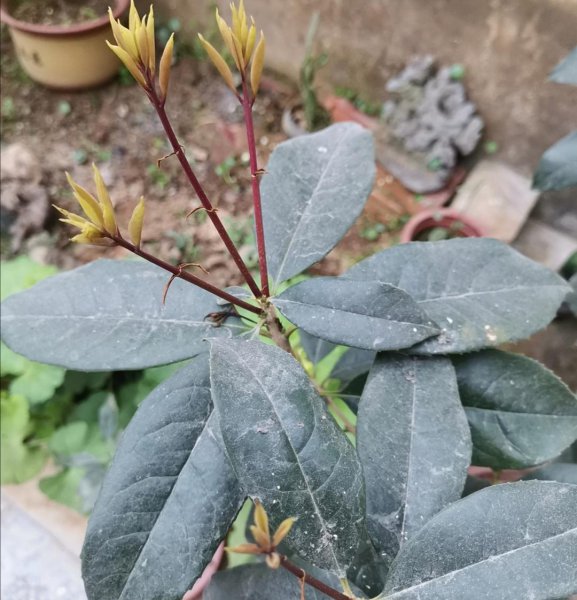怎么让桂花树长得旺盛