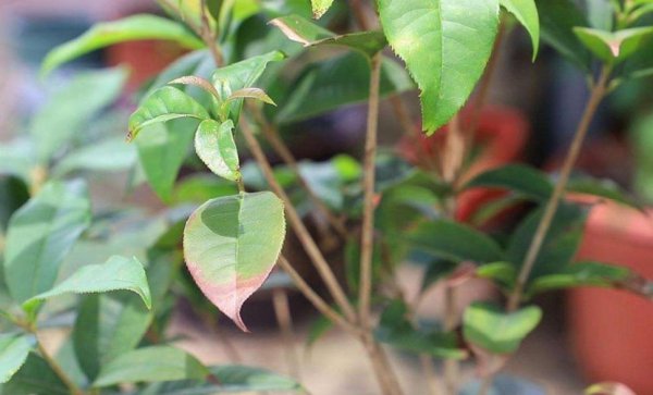 怎么让桂花树长得旺盛