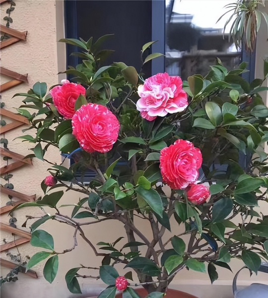 茶花哪个品种好养又好看