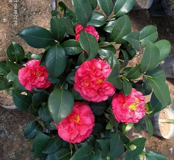 茶花哪个品种好养又好看