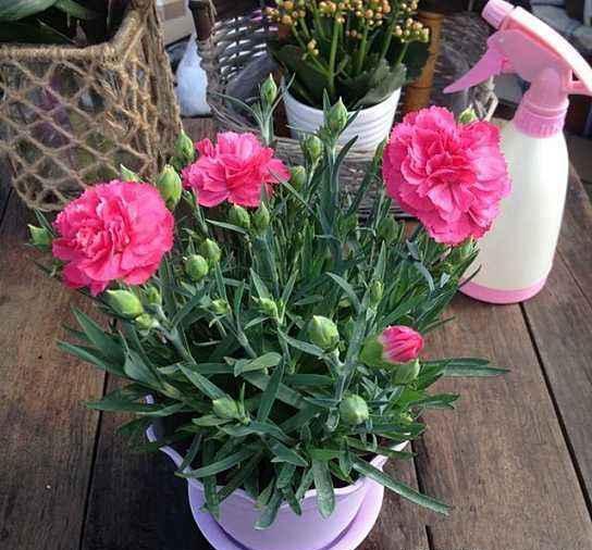 带花苞的康乃馨怎么养
