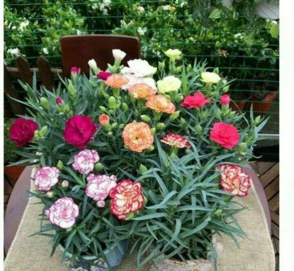 带花苞的康乃馨怎么养
