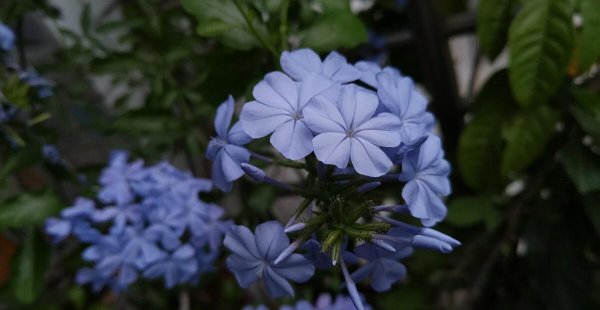 蓝雪花的养殖方法和注意事项盆栽