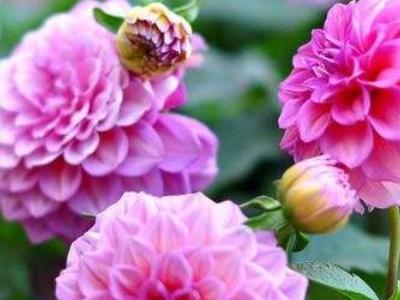 大丽花如何繁殖