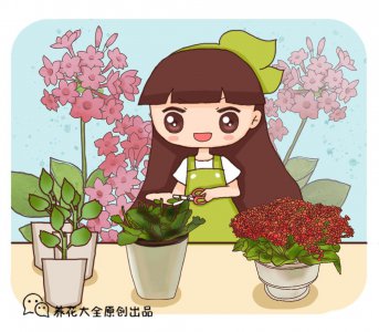 怎样才能养好长寿花 家养长寿花的注意事项