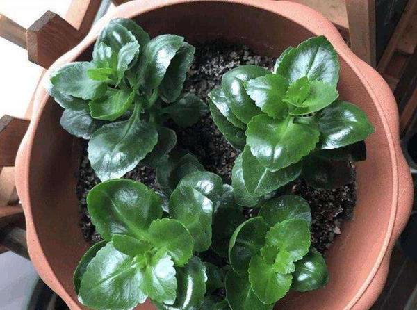 怎样才能养好长寿花