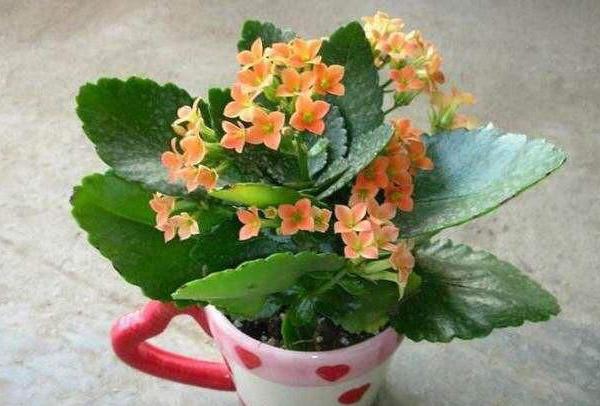 怎样才能养好长寿花