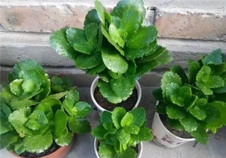 怎样才能养好长寿花