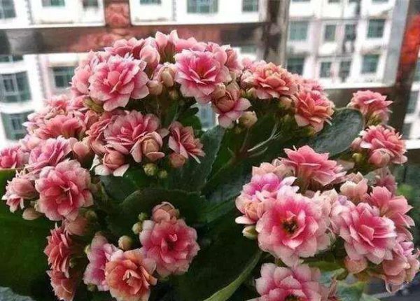 怎样才能养好长寿花