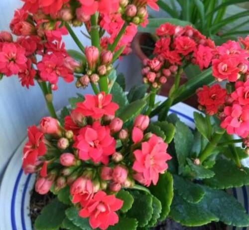 怎样才能养好长寿花